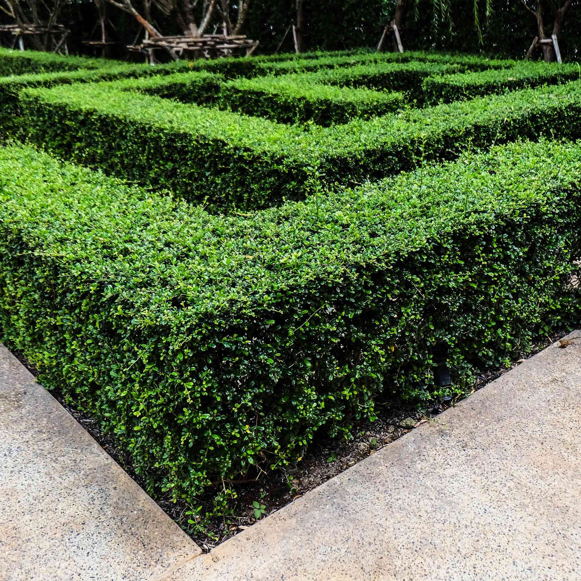  Wintergreen Boxwood