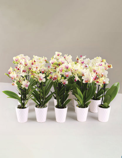  Orchid Party Pack, Set Of 20