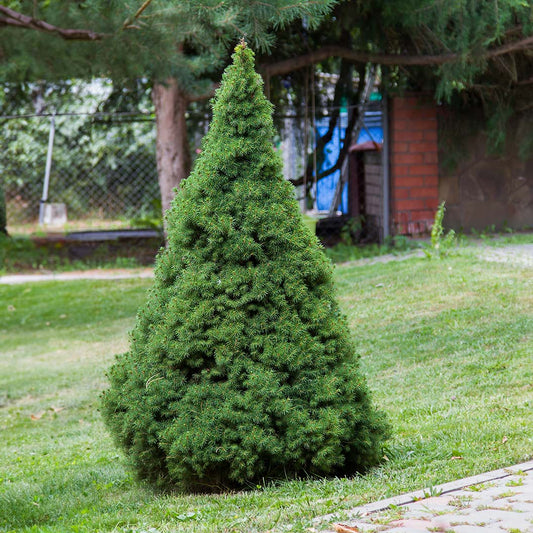  Dwarf Alberta Spruce