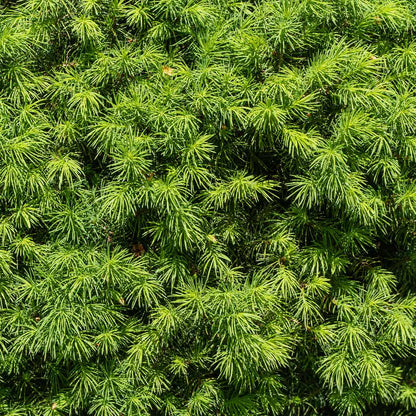  Dwarf Alberta Spruce