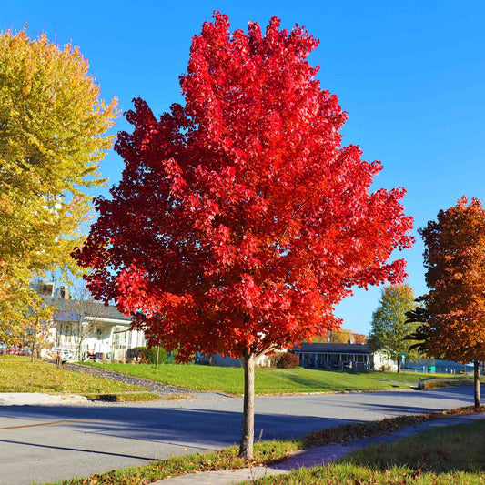  Autumn Blaze® Red Maple Tree