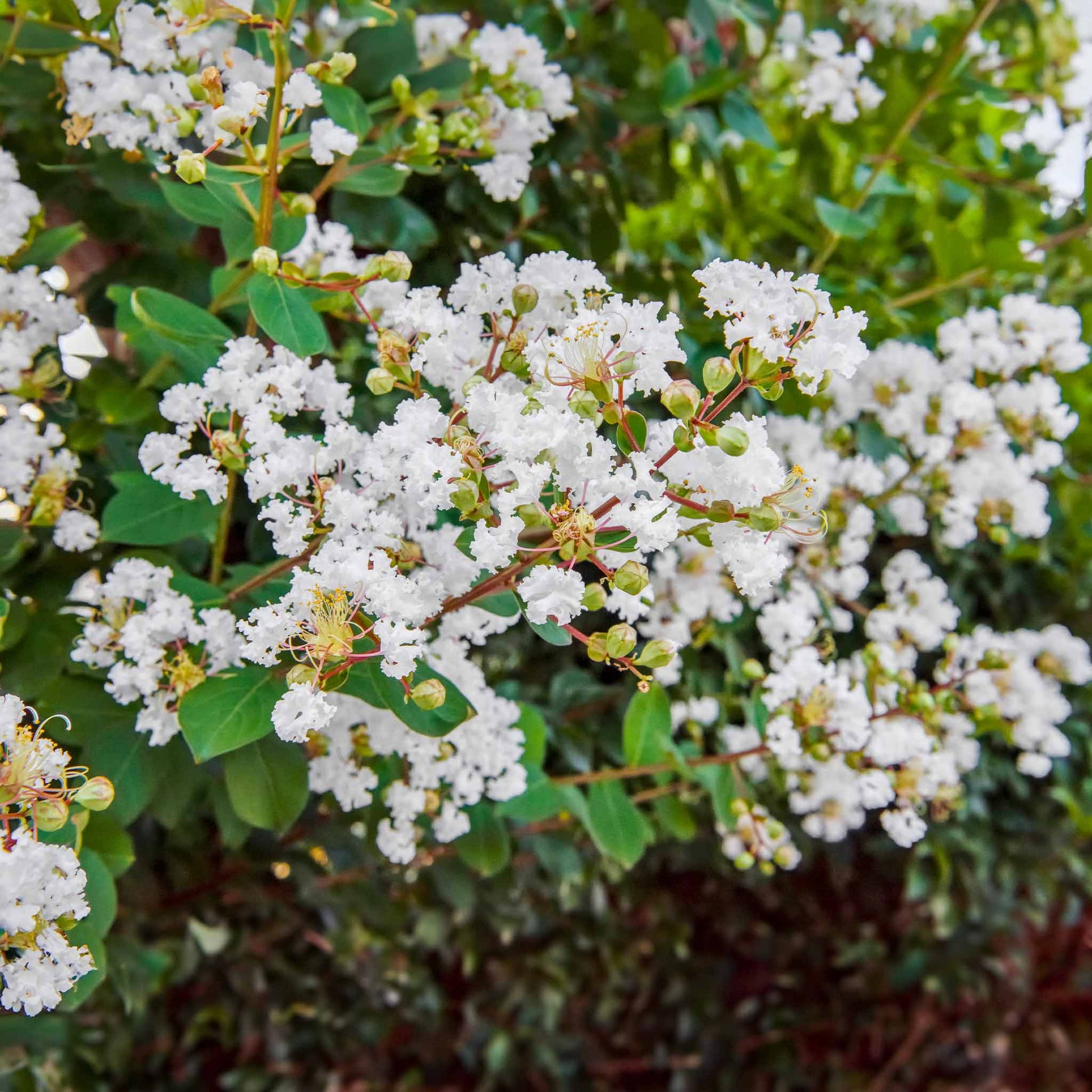  Natchez Crapemyrtle