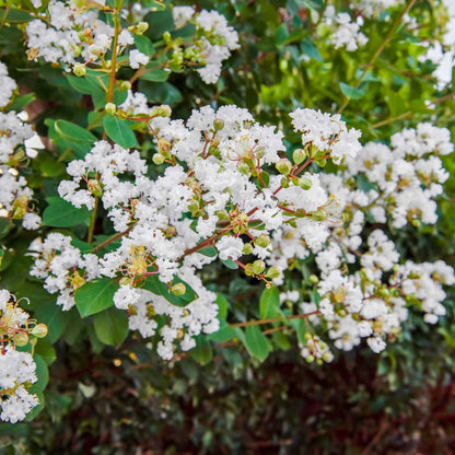  Natchez Crapemyrtle