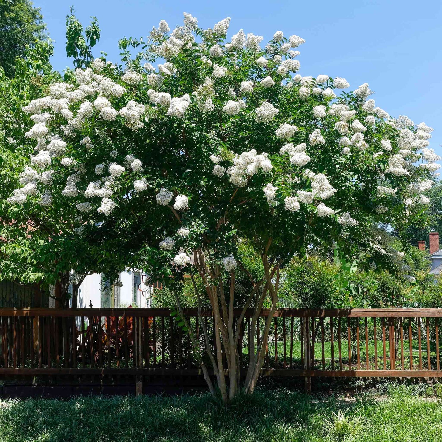  Natchez Crapemyrtle