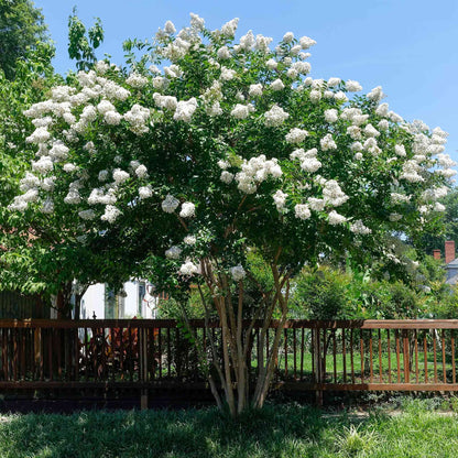  Natchez Crapemyrtle