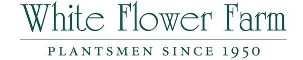 White Flower Farm
