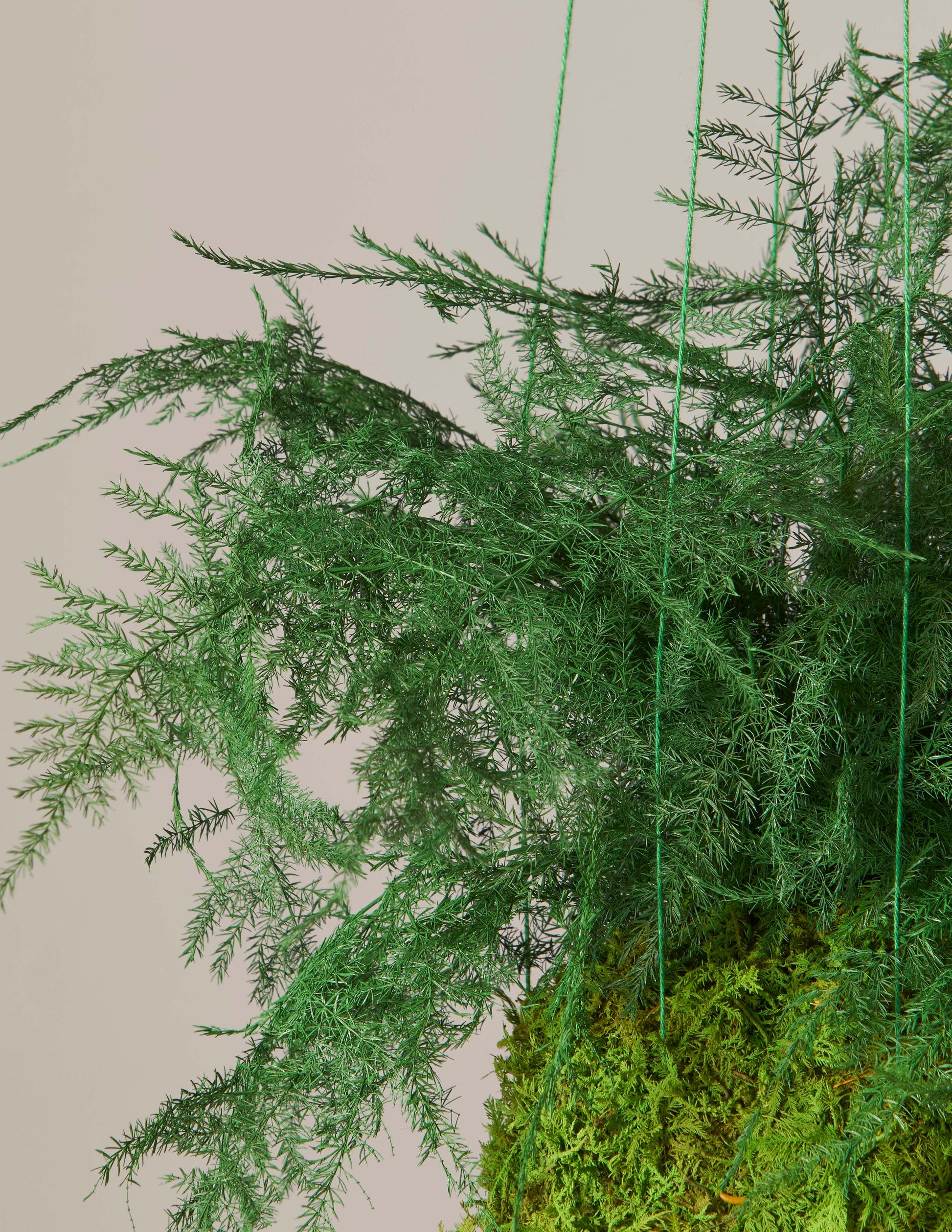  Preserved Fern Kokedama