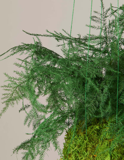  Preserved Fern Kokedama