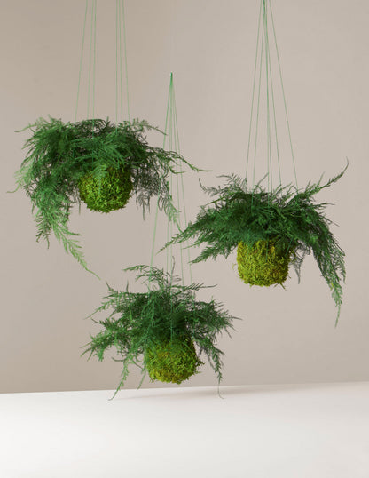  Preserved Fern Kokedama
