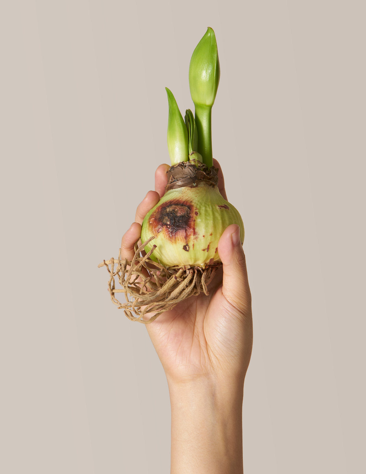  'Minerva' Amaryllis Kit