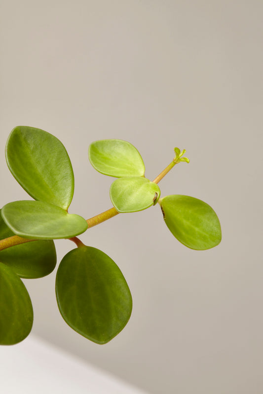 Peperomia Hope Hanging Basket