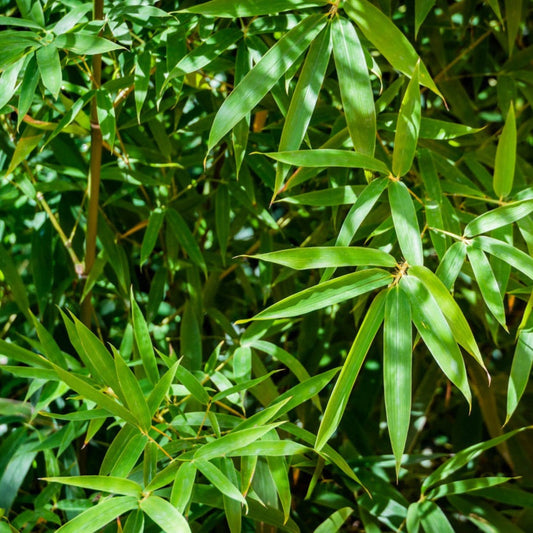  Fernleaf Multiplex Bamboo