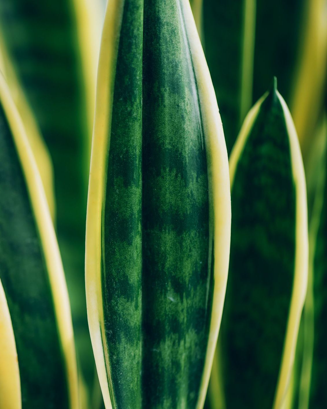  Snake Plant Black Gold