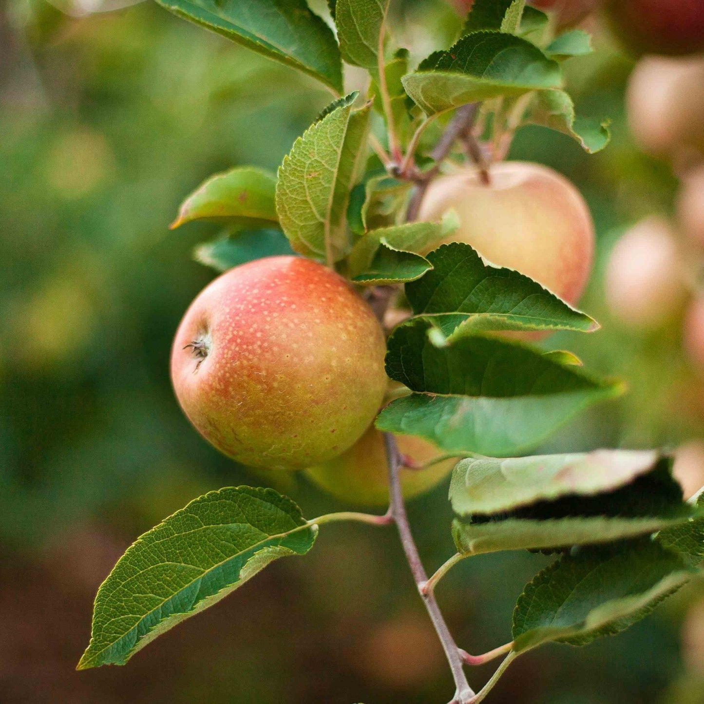  3-in-1 Apple Tree