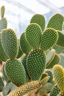  Bunny Ear Cactus