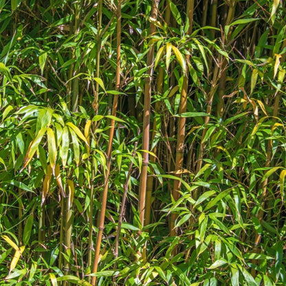  Alphonse Karr Bamboo