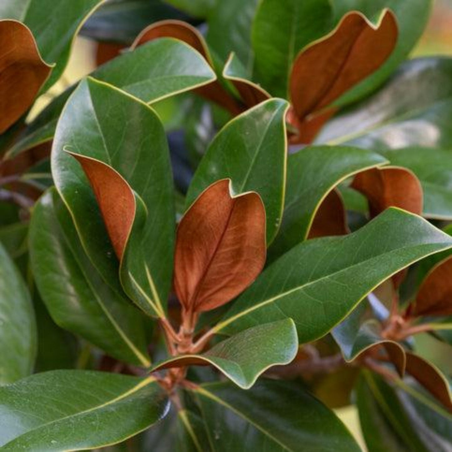  Teddy Bear® Southern Magnolia