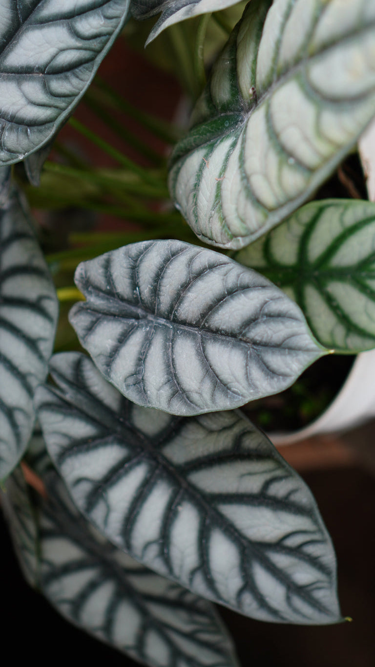  Alocasia Dragon Scale