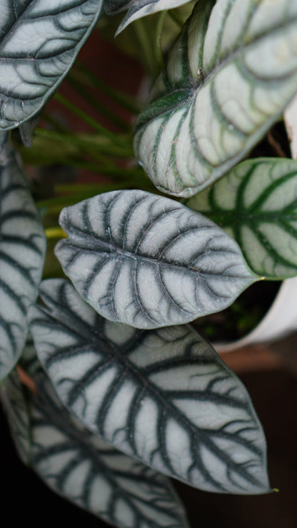  Alocasia Dragon Scale