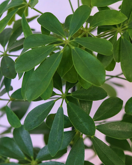  Schefflera Arboricola Braid
