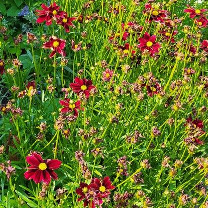  Li'l Bang™ Red Elf Coreopsis