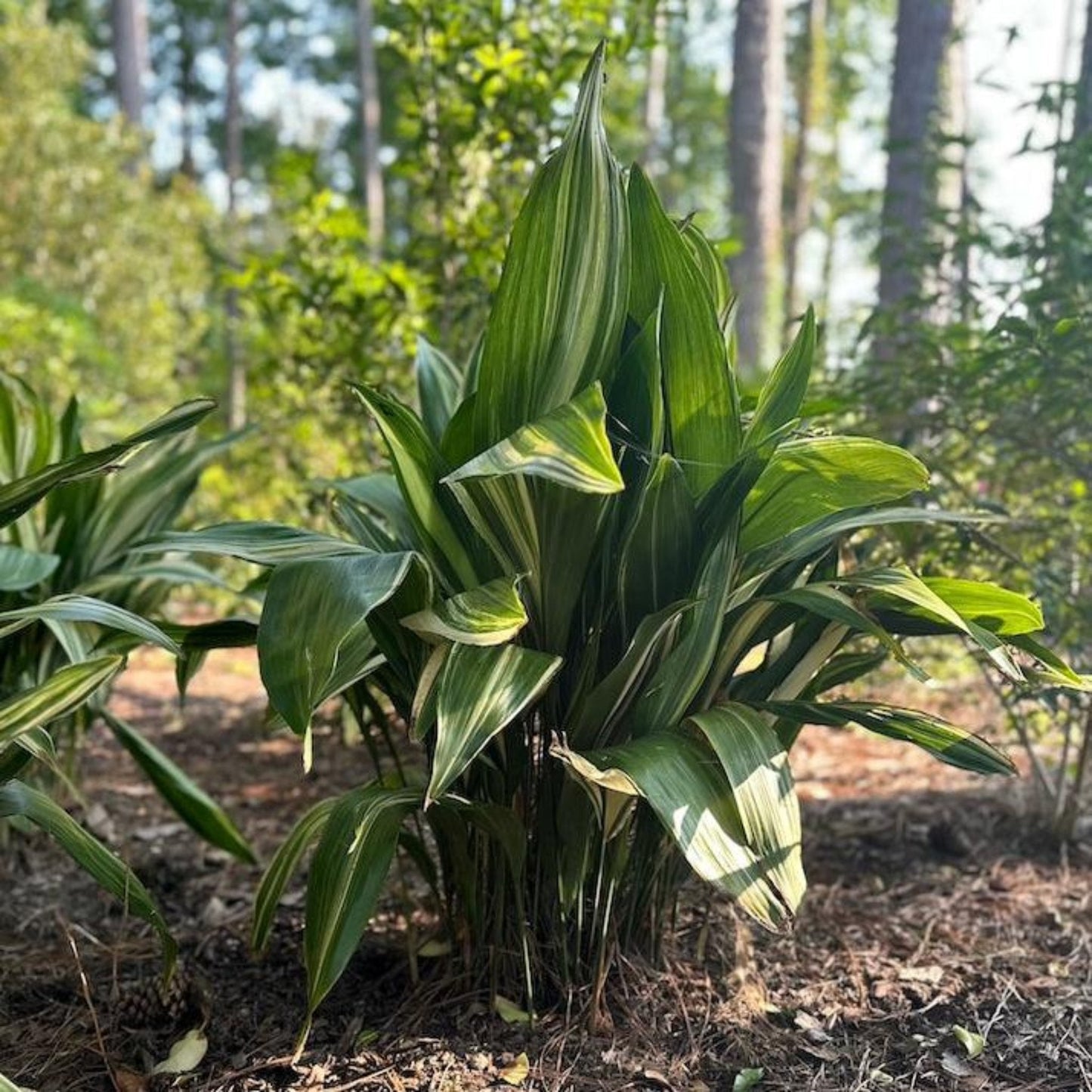  Variegated Cast Iron Plant