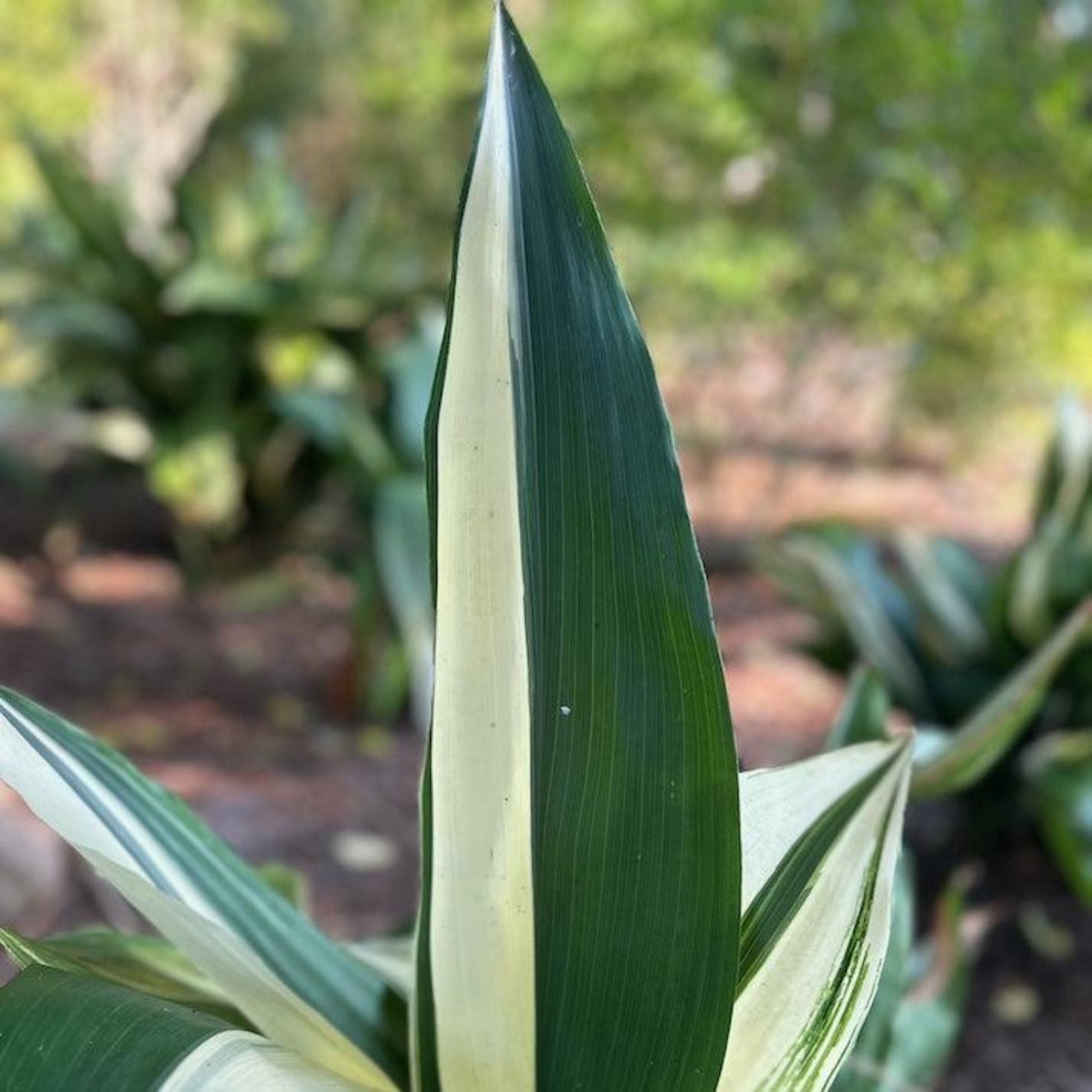  Variegated Cast Iron Plant