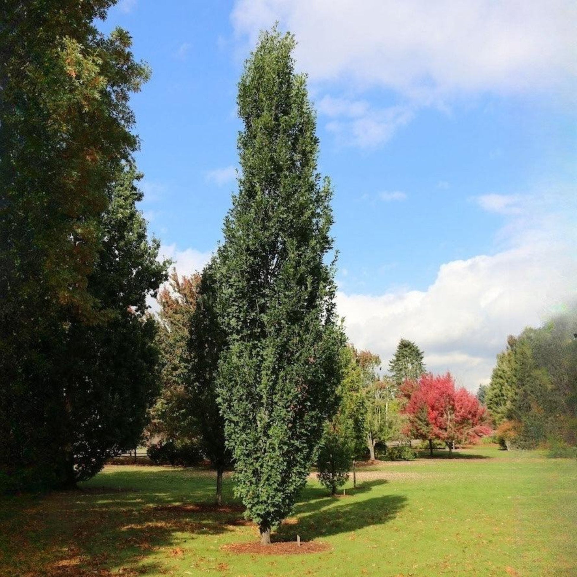  Skinny Genes® Columnar Oak Tree