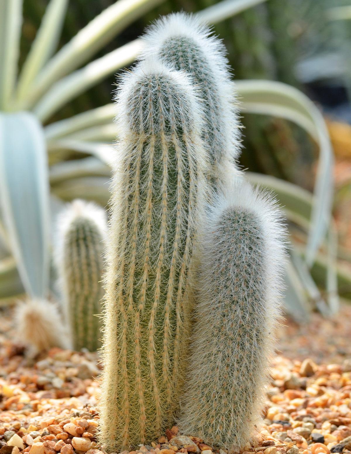  Old Man Cactus