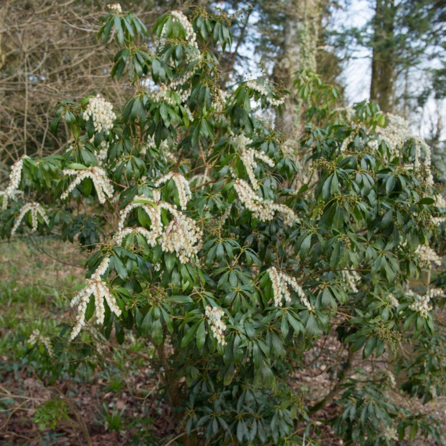  Scarlet O'Hara Pieris