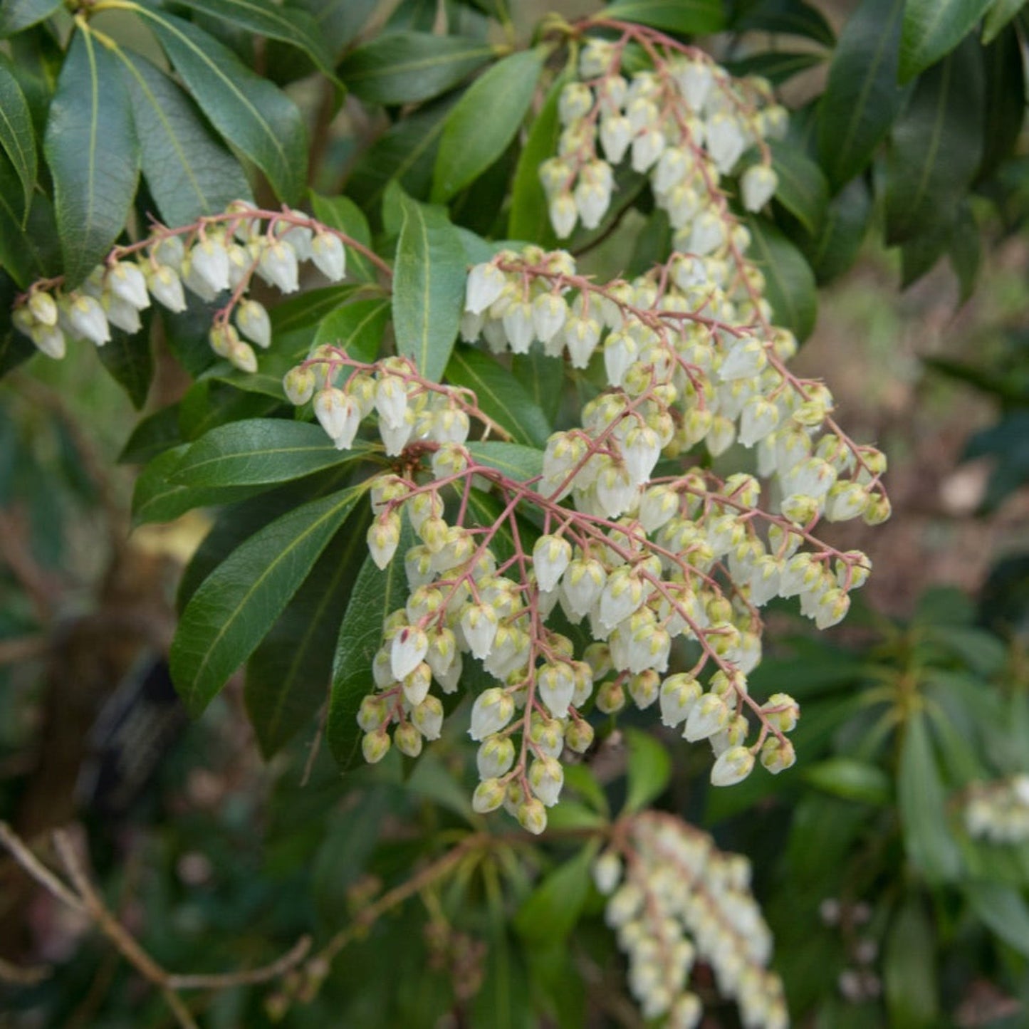  Scarlet O'Hara Pieris