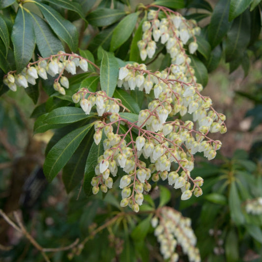  Scarlet O'Hara Pieris