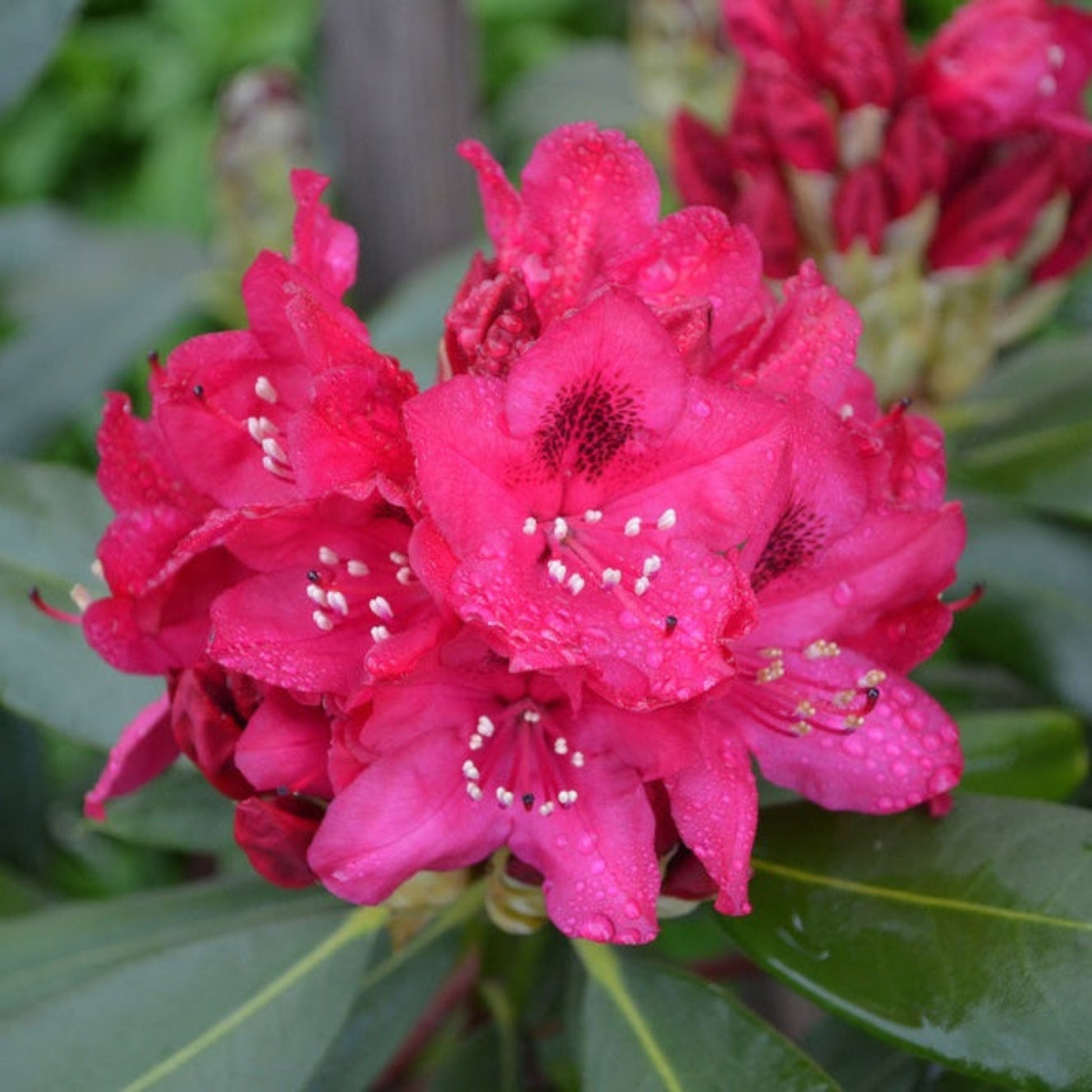  Nova Zembla Rhododendron