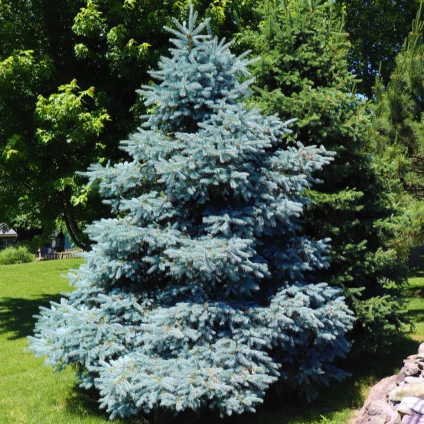  Colorado Blue Spruce