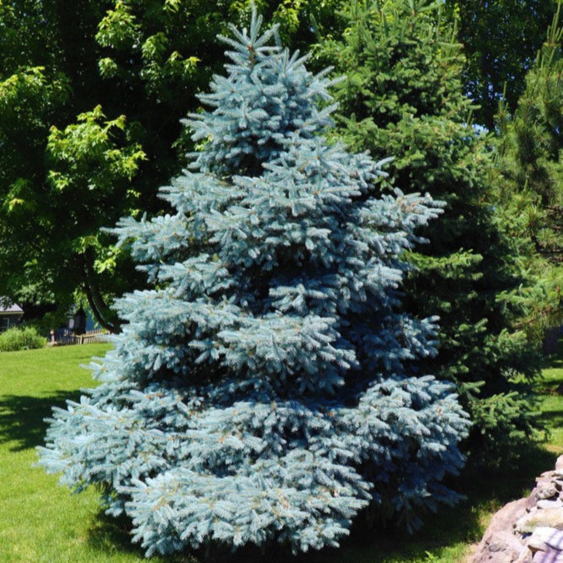  Colorado Blue Spruce