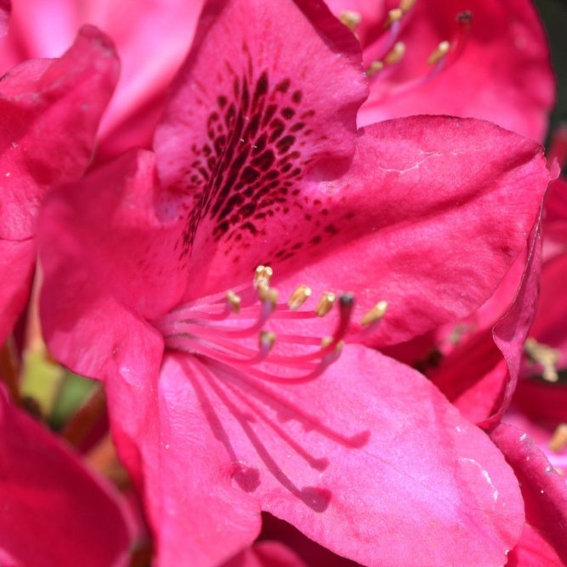  Nova Zembla Rhododendron