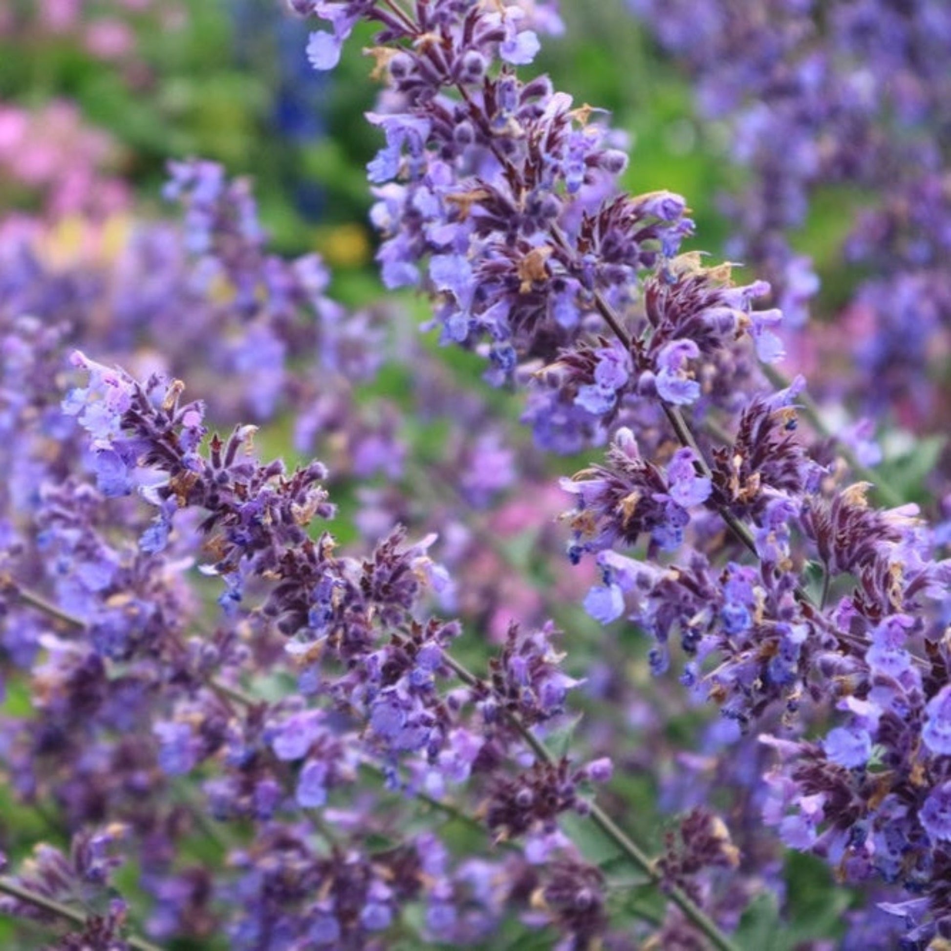  Picture Purrfect Catmint