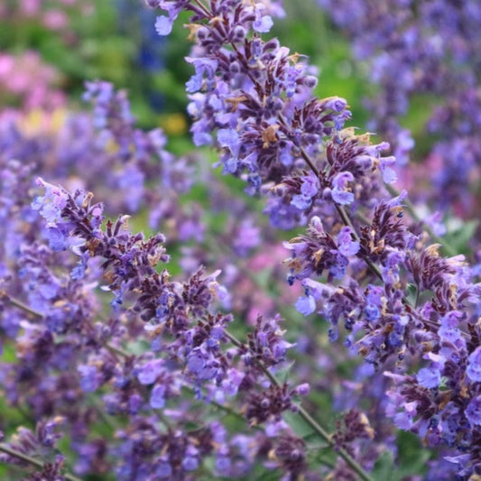 Picture Purrfect Catmint