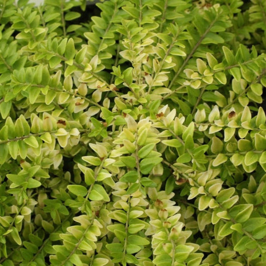  Thunderbolt® Box Honeysuckle