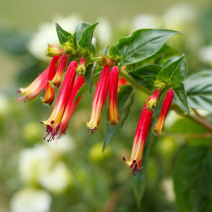  Vermillionaire® Large Firecracker Plant