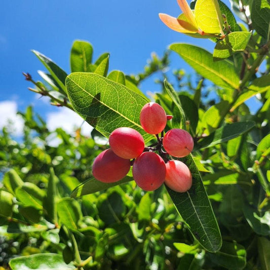  Miracle Fruit