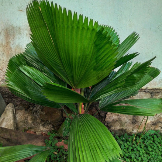  Ruffled Fan Palm