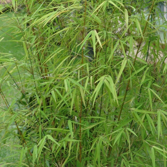  Graceful Bamboo