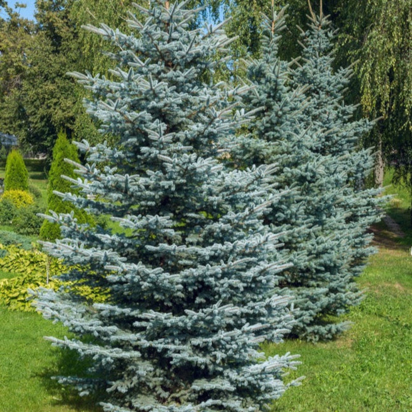  Colorado Blue Spruce