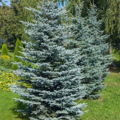  Colorado Blue Spruce