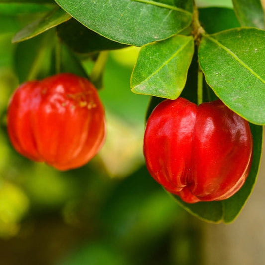  Barbados ‘Acerola’ Cherry Tree