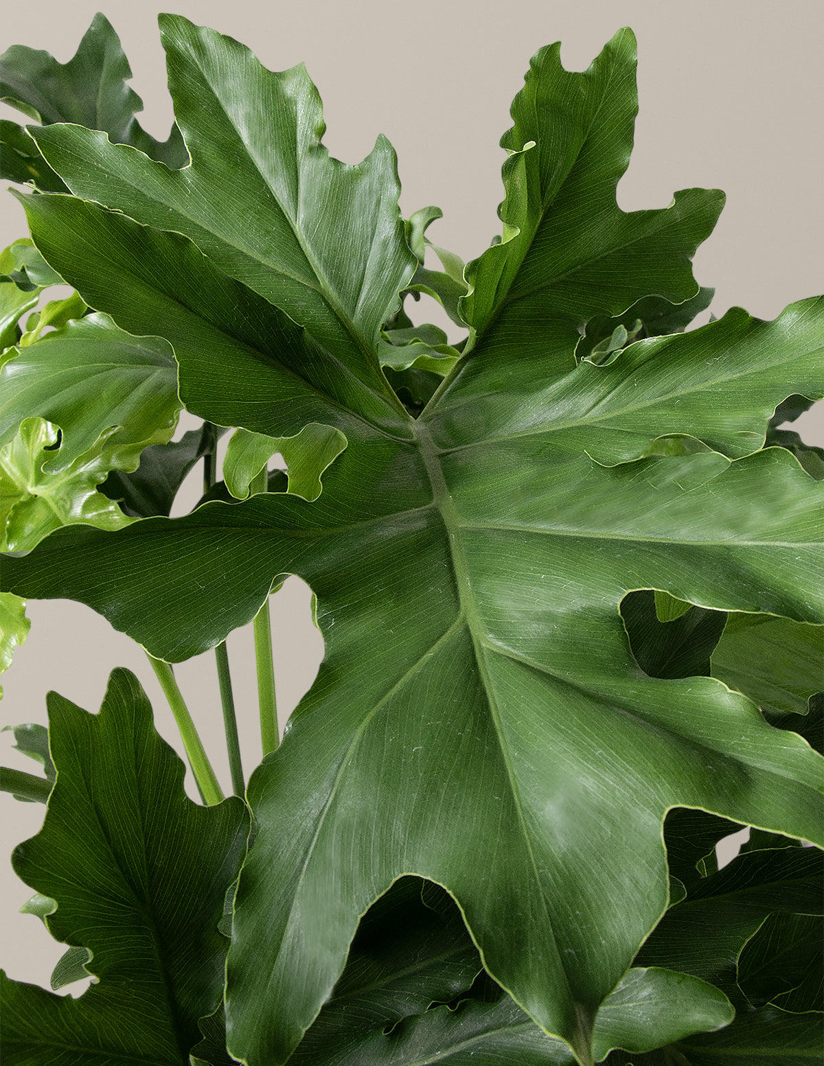  Large Philodendron Selloum ‘Hope’