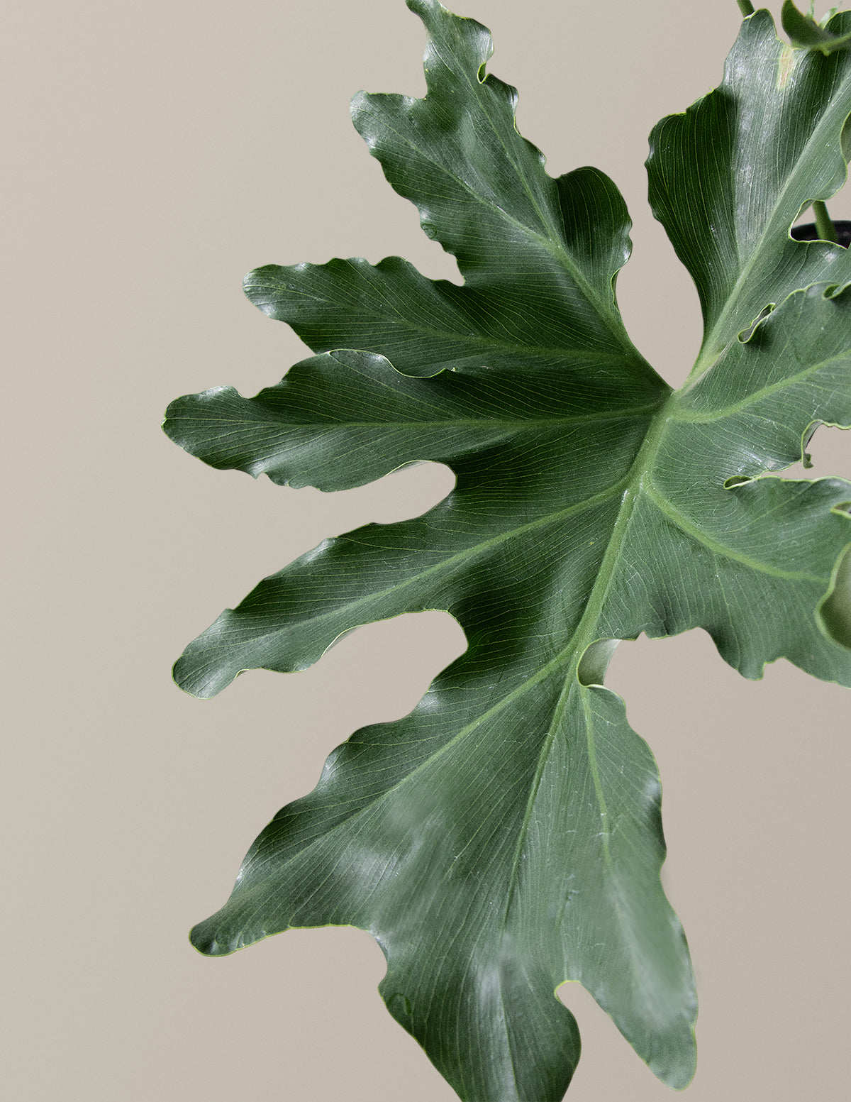  Large Philodendron Selloum ‘Hope’