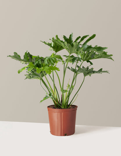  Large Philodendron Selloum ‘Hope’