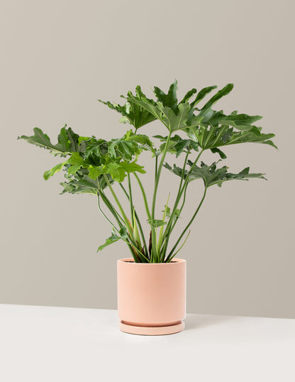  Large Philodendron Selloum ‘Hope’